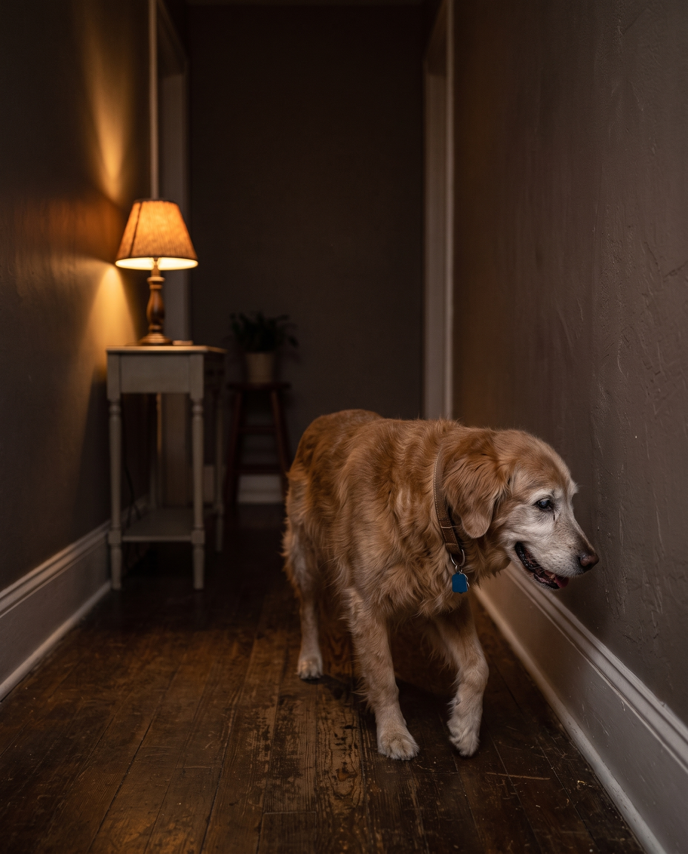 A grey-muzzled senior dog restless in a dim hallway at night