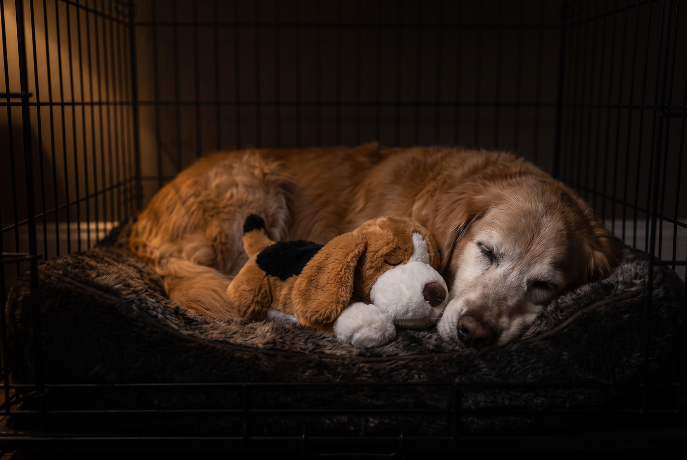 The same senior dog later, settled and asleep, curled against the Hartley plush