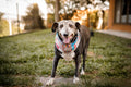 Senior-dog owner